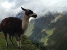 The postcard llama shot