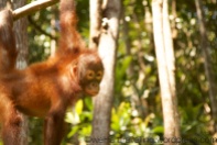 A surprised coconut / baby orangutan